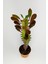 Toptan Kaktüs Euphorbia Trigona Royal Red Nadide Tür Kaktüs Özel  Tür Kaktüs 5.5 cm Saksıda 3