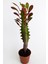 Toptan Kaktüs Euphorbia Trigona Royal Red Nadide Tür Kaktüs Özel  Tür Kaktüs 5.5 cm Saksıda 4