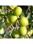 5 Adet Kroneki Zeytin Fidanı Tüplü 1 M 12 Ay Dikim 1