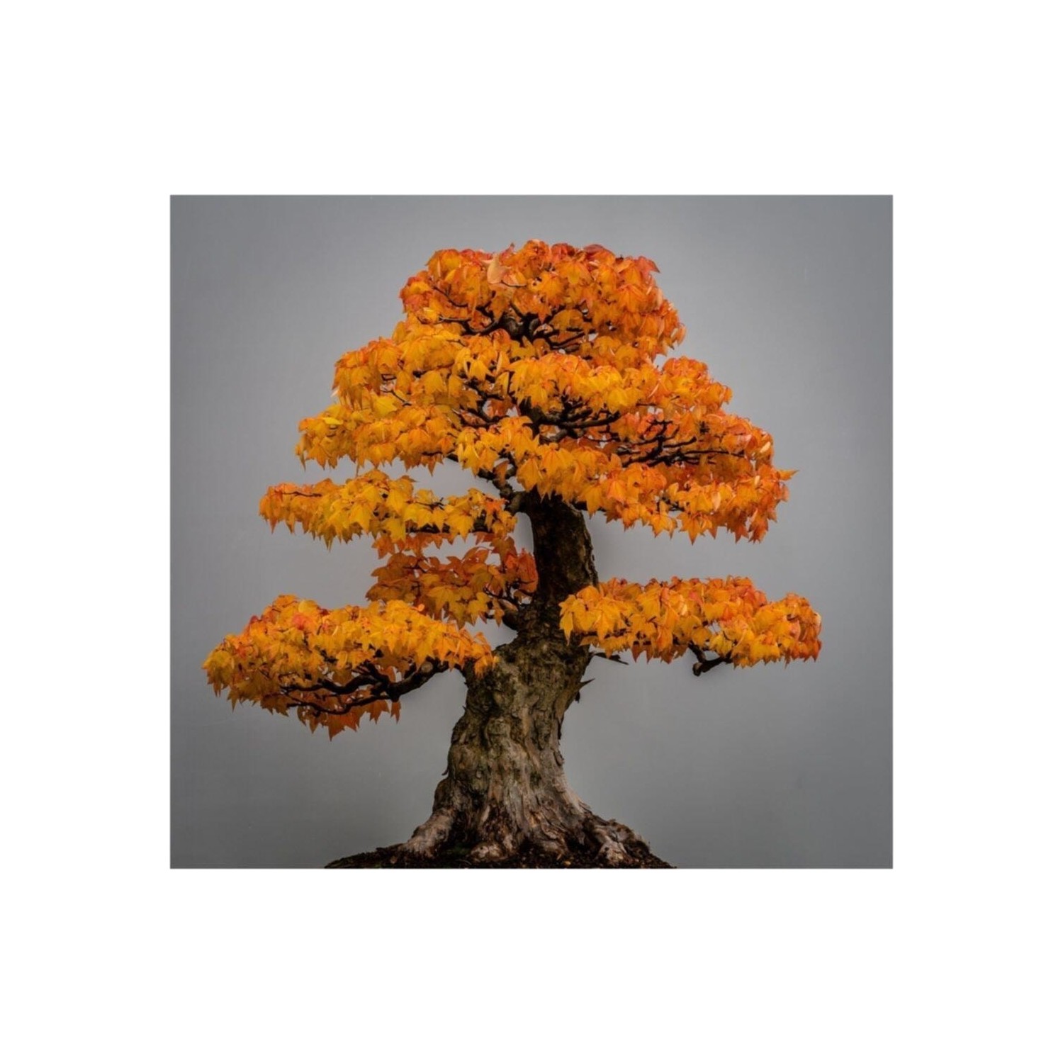 Tohum Dünyam Liquidambar Bonsai Ağacı Tohumu 5 Adet Bonsai Fiyatı