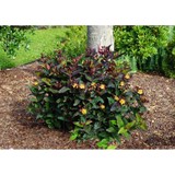 Fidanistanbul Hypericum Miracle Allnight Bordo Yapraklı Kantaron Çiçeği, Saksıda