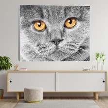 Deko Gonya Yakın Çekim Ingiliz Kedi Kanvas Tablo