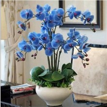 Tohum Dünyam 10 Adet Mavi Orkide Tohumu