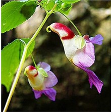 Tohum Dünyam Yeni Zellanda Kuş Orkide Tohumu 5 Adet Tohum