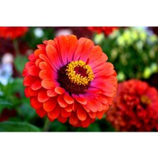 Tohum Dünyam 10 Adet Beybeğendi Çiçeği Tohumu