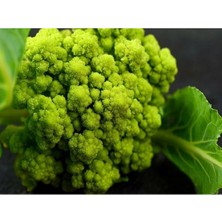 Tohum Dünyam 20 Adet Alaska Karnabahar Tohumu