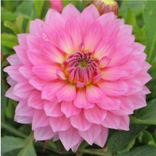 Tohum Dünyam Dahlia Çiç Ek Tohumu Pembe 5 Adet