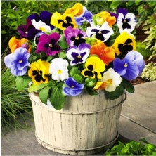 Tohum Dünyam 10 Adet Karışık Renkli Menekşe Çiçeği Tohumu