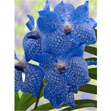 Tohum Dünyam Mavi Çilli Orkide Tohumu 10 Adet