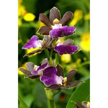 Tohum Dünyam 10 Adet Mor Renkli Özel Orkide Çiçeği Tohumu