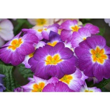 Tohum Dünyam 10 Adet Mor-Sarı Renkli Çuha Çiçeği Tohumu