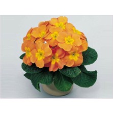 Tohum Dünyam 10 Adet Renkli Çuha Çiçeği Tohumu