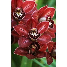 Tohum Dünyam Kırmızı Renkli Orkide Çiçeği Tohumu 10 15 Adet