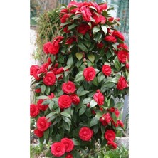 Tohum Dünyam 15 Adet Soft Kırmızı Renkli Sarmaşık Gül Tohumu