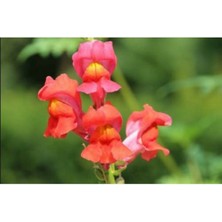 Tohum Dünyam 10 Adet Gül Kurusu Renkli Aslanağzı Çiçek Tohumu