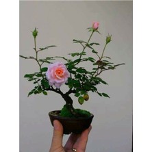 Tohum Dünyam Bodur Pembe Gül Bonzai Ağacı Tohumu 5 Adet Tohum