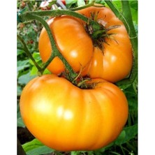 Tohum Dünyam Nadir Ithal Iri Turuncu Domates Tohumu 5 Adet Tohum