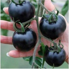 Tohum Dünyam Siyah Domates Tohumu 5 Adet Tohum Black Tomato