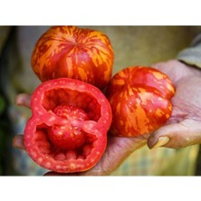 Tohum Dünyam 10 Adet Tiger Dolmalık Domates Tohumu