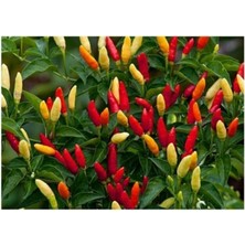 Tohum Dünyam Agrobazaar Tabasco Acı Biber 10 + Tohum