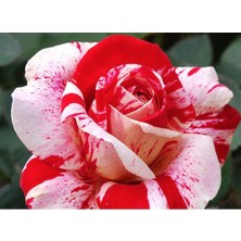 Tohum Dünyam 5 Adet Kadife Kırmızı Beyaz Gül Tohumu