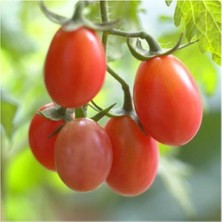 Tohum Dünyam Rosalita Pembe Cherry Domates 10 Tohum