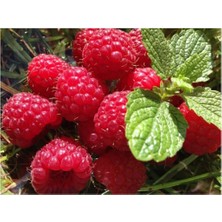 Tohum Dünyam Ahududu Rasberry Tohumu 10+ Tohum