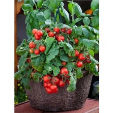 Tohum Dünyam Red Robin Domates 10+ Adet Tohum