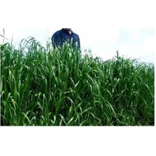 Baqueano 5 kg Italyan Süt Otu Ithal Ryegrass Tohumu Baqueano (25 kg Lık Ambalajından Bölünerek Gönderilir)