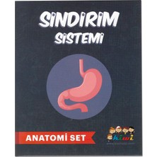 hobi24 Sindirim Sistemi Model Seti Anatomi Set	