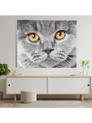 Deko Gonya Yakın Çekim Ingiliz Kedi Kanvas Tablo