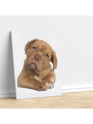 Deko Gonya Pomeranian Köpek Kanvas Tablo