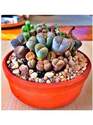 Tohum Dünyam Lithops Taş Çiçek Tohumu 15 Adet