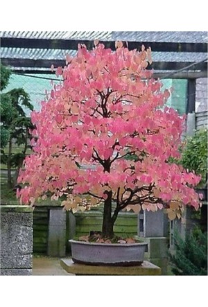 bonsai agaci fiyatlari hepsiburada sayfa 5