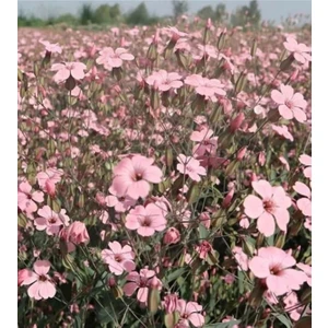 Tohum Dünyam 10 Adet Pembe Cosmos Çiçeği Tohumu