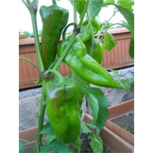 Tohum Dünyam Nadir Yağlık Közlemelik Tatlı Pat Biber Tohumu 20 Adet Tohum