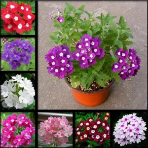 Tohum Dünyam 10 Adet Karışık Renkli Mine Çiçeği Tohumu ( Verbena )