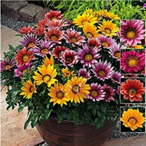 Tohum Dünyam 5 Adet 5 Renk Gazania Çiçeği Tohumu