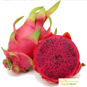 Tohum Dünyam Tropikal Kırmızı Pitaya Meyvesi Tohumu 10 Adet Tohum