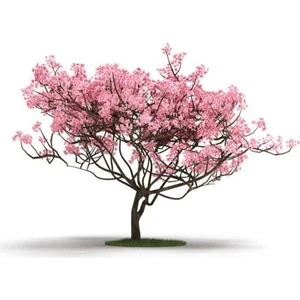 Tohum Dünyam Manolya Ağacı Tohumu 5 Adet Tohum