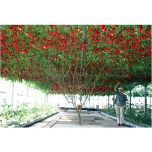 Tohum Dünyam Nadir Ithal Italyan Domates Ağacı Tohumu 5 Adet Domates Tohumu