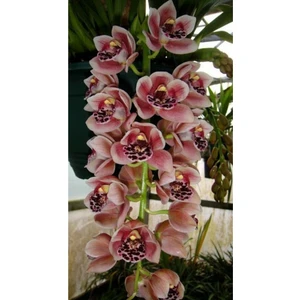 Tohum Dünyam Üç Göbekli Orkide Çiçeği Tohumu 10 15 Adet