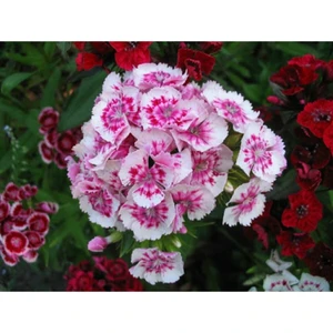 Tohum Dünyam 10 Adet Çin Karanfili Tohumu Kokulu