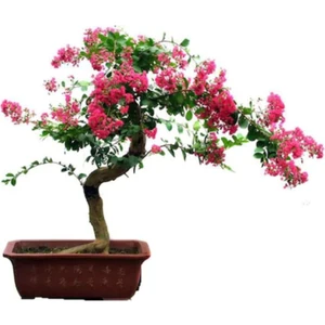 Tohum Dünyam Krep Mersin Bonzai Ağacı Tohumu 5 Adet Bonsai Ağacı Tohumu