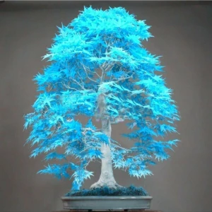 Tohum Dünyam Japon Akçaağaç Tohumu 5 Adet Turkuaz