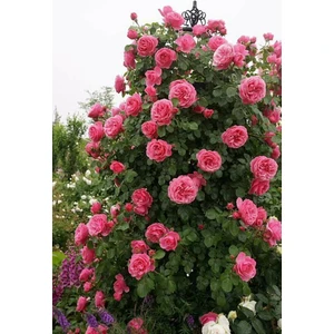 Tohum Dünyam 15 Adet Pembe Renkli Sarmaşık Gül Tohumu