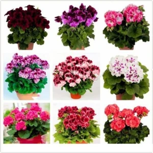 Tohum Dünyam 8 Adet 8 Renk Sarmaşık Sardunya Tohumu