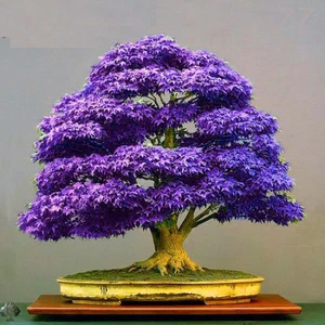 Tohum Dünyam Bodur Mor Azalea Bonsai Ağacı Tohumu 5 Adet Tohum