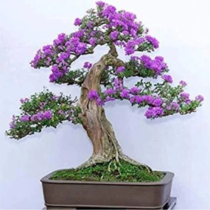 Tohum Dünyam Jakaranda Bonzai Ağacı Tohumu 5 Adet Bonsai Ağacı Tohumu