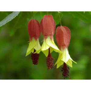 Tohum Dünyam 10 Adet Özel Renkli Abutilon Hybridum Çiçek Tohumu Ithal
